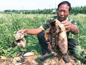 介休吃瓜最新事件爆料老头,揭秘老头背后惊人真相