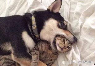 新瓜最新爆料猫小纯,揭秘娱乐圈背后的惊人真相